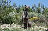 GREYHOUND 064